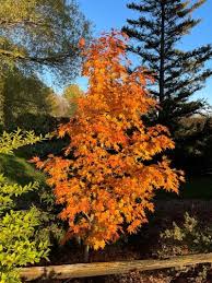 Attēlu rezultāti vaicājumam “Acer pseudosieboldianum”