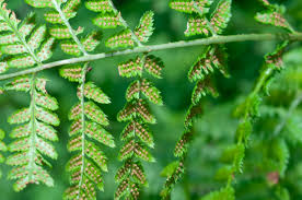 Attēlu rezultāti vaicājumam “Dryopteris carthusiana”