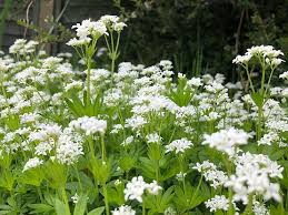 Attēlu rezultāti vaicājumam “Galium odoratum”