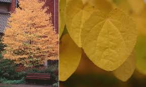 Attēlu rezultāti vaicājumam “Cercidiphyllum japonicum leaf”