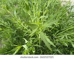 Attēlu rezultāti vaicājumam “Lepidium latifolium leaf”