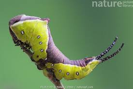 Attēlu rezultāti vaicājumam “Cerura vinula larva”