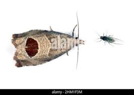 Attēlu rezultāti vaicājumam “Notocelia uddmanniana”