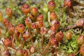 Attēlu rezultāti vaicājumam “Physcomitrium pyriforme”