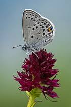 Attēlu rezultāti vaicājumam “Vacciniina optilete underside”