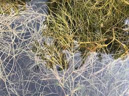 Attēlu rezultāti vaicājumam “Stuckenia pectinata leaf”