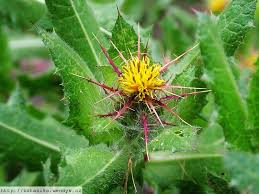 Image result for Cnicus benedictus