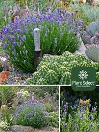 Attēlu rezultāti vaicājumam “Lavandula angustifolia”