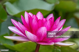 Attēlu rezultāti vaicājumam “Lotus sp. flower”