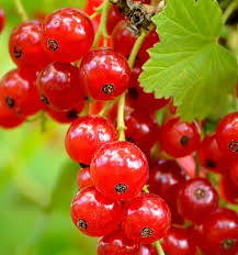 Attēlu rezultāti vaicājumam “Ribes nigrum fruit”