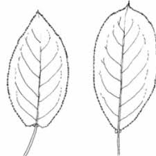 Attēlu rezultāti vaicājumam “Prunus padus var. roseiflora”