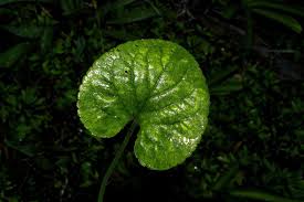 Attēlu rezultāti vaicājumam “Viola odorata leaf”