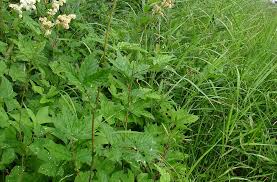 Attēlu rezultāti vaicājumam “Filipendula ulmaria  flower”