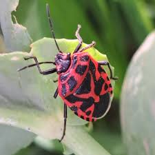 Attēlu rezultāti vaicājumam “Eurydema dominulus imago”