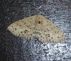 Attēlu rezultāti vaicājumam “Idaea straminata”