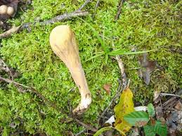 Attēlu rezultāti vaicājumam “Clavariadelphus pistillaris”