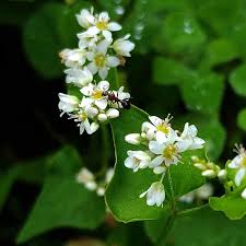 Attēlu rezultāti vaicājumam “Fagopyrum esculentum flower”