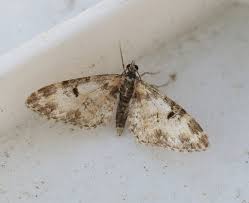 Attēlu rezultāti vaicājumam “Eupithecia icterata female”