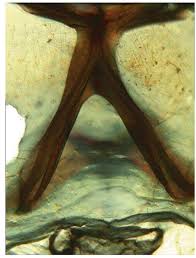 Attēlu rezultāti vaicājumam “Diphyus latebricola”