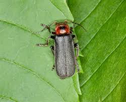 Attēlu rezultāti vaicājumam “Cantharis rustica”