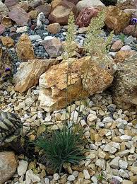 Attēlu rezultāti vaicājumam “Koeleria glauca flower”