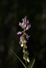 Attēlu rezultāti vaicājumam “Polygala comosa flower”