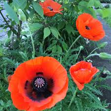 Image result for Papaver orientale