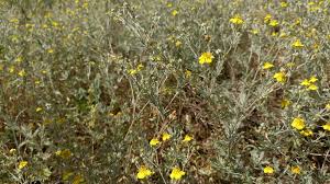 Attēlu rezultāti vaicājumam “Potentilla argentea bud”