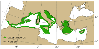 Image result for Raja asterias