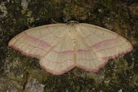 Attēlu rezultāti vaicājumam “Rhodostrophia vibicaria”