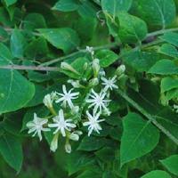 Attēlu rezultāti vaicājumam “Gymnocladus dioicus flower”