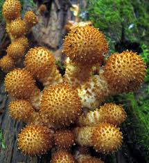 Attēlu rezultāti vaicājumam “Pholiota squarrosoides”