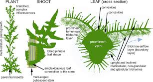 Attēlu rezultāti vaicājumam “Echinops sphaerocephalus leaf”
