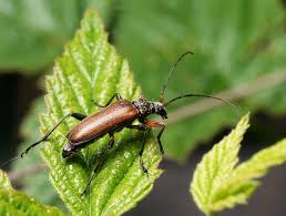 Attēlu rezultāti vaicājumam “Cortodera femorata”