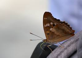 Attēlu rezultāti vaicājumam “Apatura ilia male”