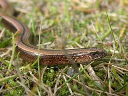 Attēlu rezultāti vaicājumam “Anguis fragilis”