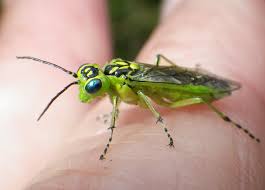 Attēlu rezultāti vaicājumam “Rhogogaster viridis”