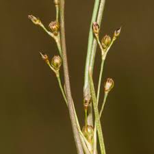 Attēlu rezultāti vaicājumam “Juncus gerardii bud”