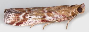 Attēlu rezultāti vaicājumam “Nyctegretis lineana”