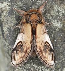 Attēlu rezultāti vaicājumam “Notodonta ziczac”