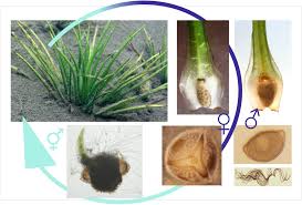 Attēlu rezultāti vaicājumam “Isoetes echinospora leaf”