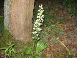 Attēlu rezultāti vaicājumam “Platanthera bifolia”
