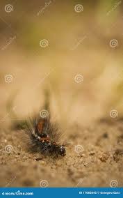 Attēlu rezultāti vaicājumam “Euproctis similis larva”