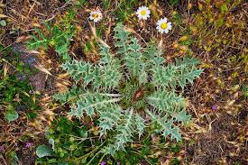 Attēlu rezultāti vaicājumam “Cirsium acaule leaf”