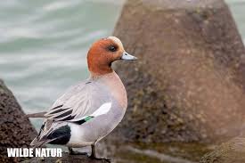 Attēlu rezultāti vaicājumam “Cygnus olor adult”