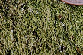 Attēlu rezultāti vaicājumam “Pterigynandrum filiforme”