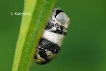 Attēlu rezultāti vaicājumam “Ichneumonidae cocoon”