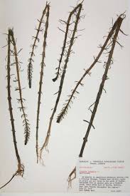 Attēlu rezultāti vaicājumam “Hippuridaceae”