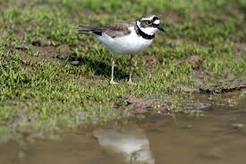 Attēlu rezultāti vaicājumam “Charadrius dubius”
