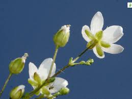 Attēlu rezultāti vaicājumam “Sagina nodosa flower”